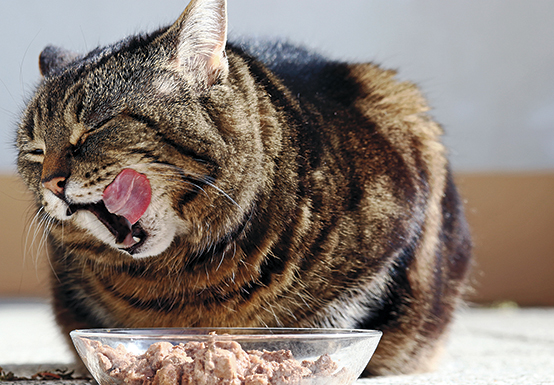 Fat cat eating a bowl of food Fat cat eating a bowl of food